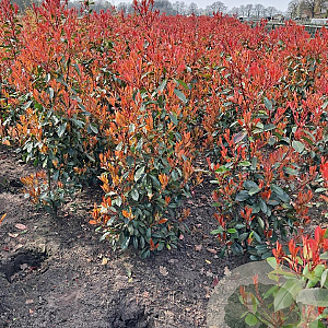 Photinia fraseri 'Red Robin' 150-175 cm met kluit