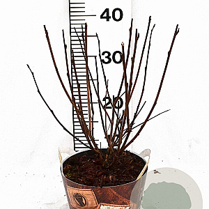 Physocarpus opulif. 'Diabolo' 30-50 cm 3,0L