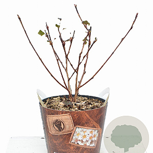 Physocarpus opulif. 'Diabolo' 30-50 cm 3,0L