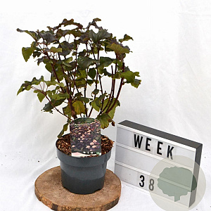 Physocarpus opulif. 'Diabolo' 30-50 cm 3,0L