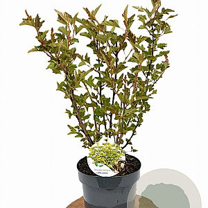 Physocarpus op. Little Leena 30-40 cm 3,0L