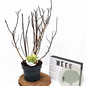 Physocarpus op. Little Leena 30-40 cm 3,0L