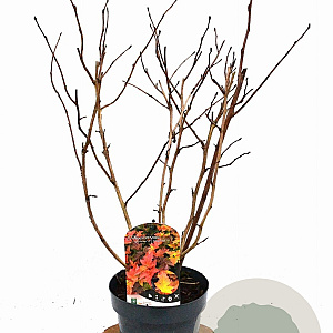 Physocarpus opulif. Magic Ball 40-50 cm 3,0L