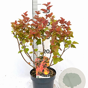 Physocarpus opulif. Magic Ball 40-50 cm 3,0L