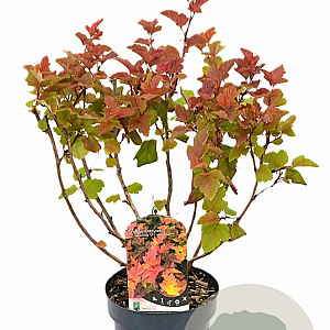 Physocarpus opulif. Magic Ball 40-50 cm 3,0L