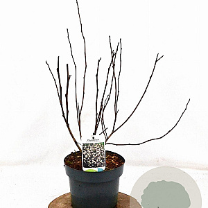 Physocarpus opulif. 'Red Baron' 30-50 cm 3,0L