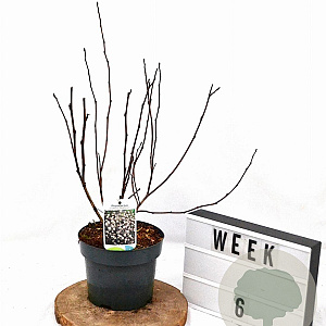 Physocarpus opulif. 'Red Baron' 30-50 cm 3,0L