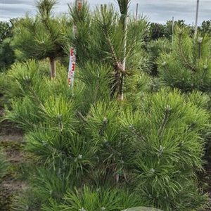 Pinus nigra nigra 150-175 cm draadkluit