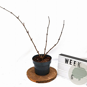 Sambucus nigra Gold Spark 40-50 cm 3,0L