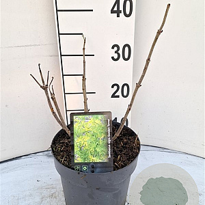 Sambucus nigra Golden Tower 30-40 cm 3,0L