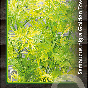 Sambucus nigra Golden Tower 30-40 cm 3,0L