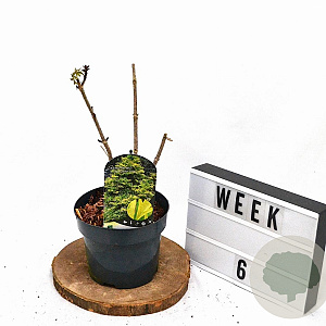 Sambucus nigra Golden Tower 30-40 cm 3,0L