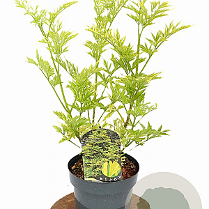 Sambucus nigra Golden Tower 30-40 cm 3,0L