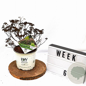 Spiraea jap. Double Play Artist 30-40 cm 3,0L