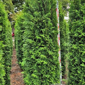 Thuja occ. 'Brabant' 250-275 cm draadkluit extra