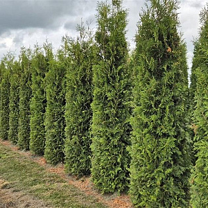Thuja occ. 'Brabant' 275-300 cm draadkluit