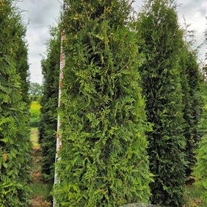 Thuja occ. 'Brabant' 275-300 cm draadkluit