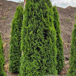 Thuja occ. 'Smaragd' 200-225 cm draadkluit extra