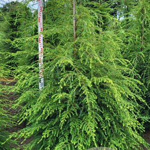 Tsuga canadensis 175-200 cm draadkluit extra