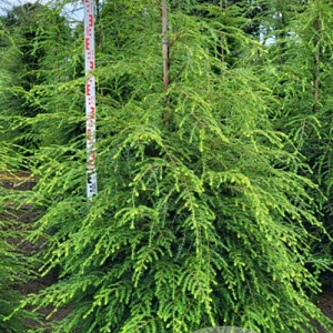 Tsuga canadensis 175-200 cm draadkluit extra