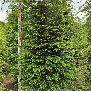 Tsuga canadensis 225-250 cm draadkluit extra
