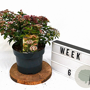 Viburnum tin. 'Eve Price' 40-50 cm 5,0L