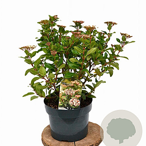 Viburnum tin. 'Eve Price' 40-50 cm 5,0L