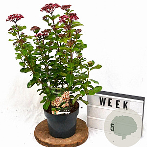 Viburnum tin. Lisarose 40-50 cm 3,0L