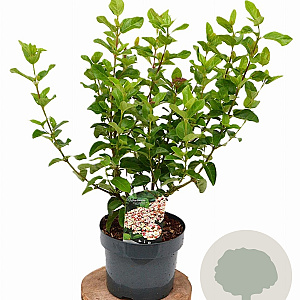 Viburnum tin. Lisarose 40-60 cm 5,0L