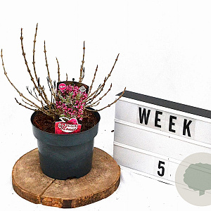 Weigela florida All Summer Monet 25-30 cm 3,0L