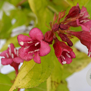 Weigela florida Jean's Gold 25-30 cm 3,0L