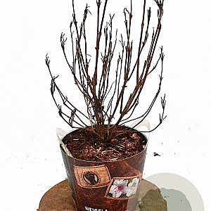 Weigela 'Nana Variegata' 30-40 cm 3,0L