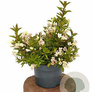 Weigela Picobella Bianco 25-30 cm 3,0L