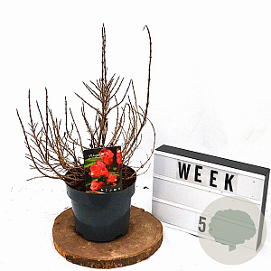 Weigela Picobella Rosso 25-30 cm 3,0L