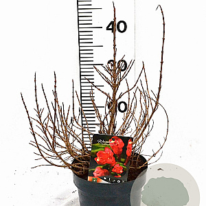 Weigela Picobella Rosso 25-30 cm 3,0L