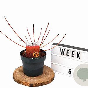 Cornus sang. 'Midwinter Fire' 30-40 cm 3,0L