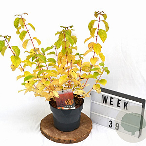 Cornus sang. 'Midwinter Fire' 30-40 cm 3,0L