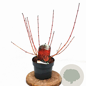 Cornus sang. 'Winter Beauty' 30-40 cm 3,0L