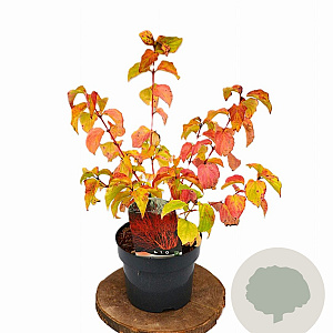 Cornus sang. 'Winter Beauty' 30-40 cm 3,0L