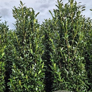 Prunus l. Elly 225-250 cm draadkluit extra