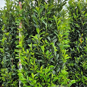 Prunus l. Elly 225-250 cm draadkluit extra