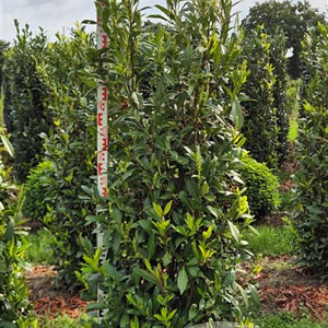 Prunus l. 'Herbergii' 175-200 cm draadkluit extra