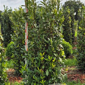 Prunus l. 'Herbergii' 175-200 cm draadkluit extra