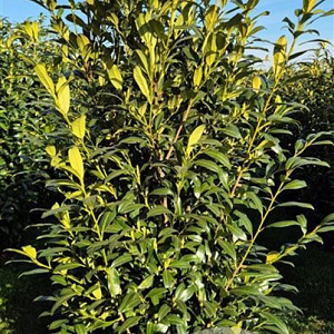 Prunus l. 'Herbergii' 175-200 cm draadkluit extra