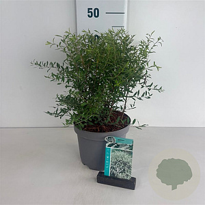 Spiraea arguta 40-50 cm 35L