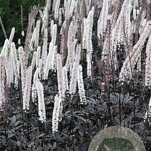 Actaea simp. 'Atropurpurea' GM P9