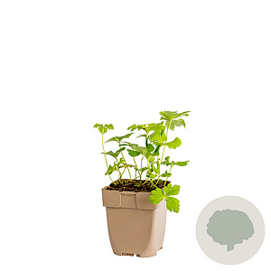 Anemone nemorosa GM  P11