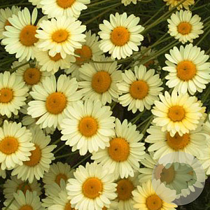 Anthemis hyb. 'E.C. Buxton' GM P9