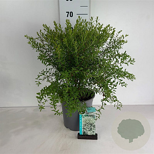 Spiraea arguta 50-60 cm 6,5L