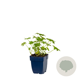 Geranium macr. 'Ingwersen's Var.' GM  P11